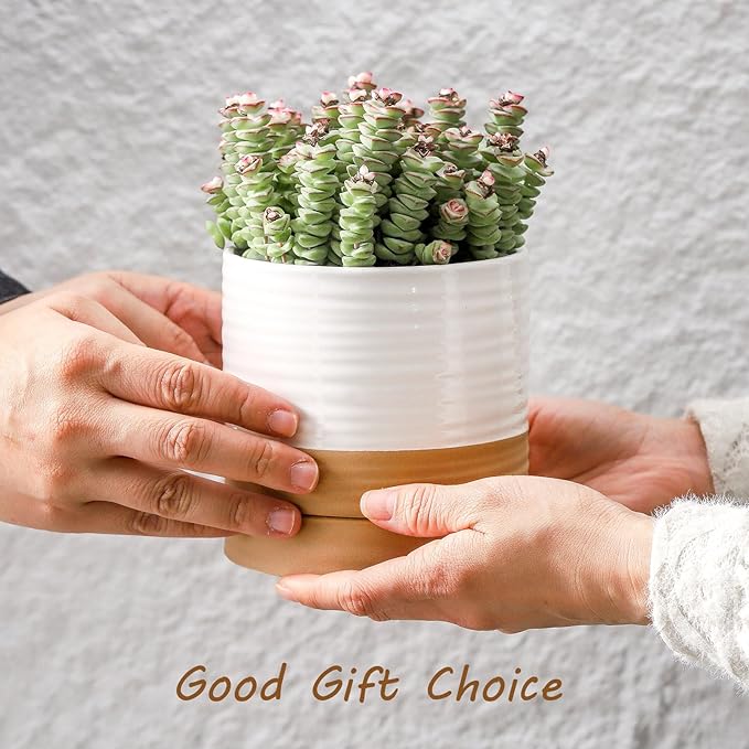 HASENSE 4.6 Inch Plant Pots, Ceramic Flower Pots for Indoor Plants, Small Two-Tone Design Planter with Drainage Hole and Saucer, Cute Windowsill Tabletop Decor, Set of 4, White-Brown