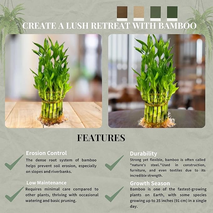 Live Two Tier Lucky Bamboo Plant - Bundle of 15 Stalks - Easy to Grow, Air Purifying, Live Indoor Houseplants Flowers for Home Office Wedding Decor & Giftable (Without Pot) (Heat Pack Included)