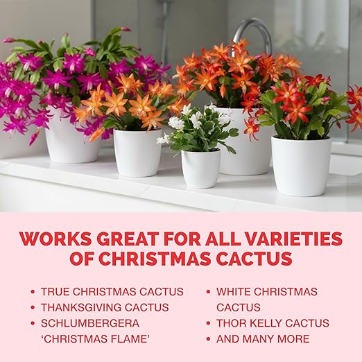 Christmas Cactus Fertilizer – Liquid Plant Food for More Blooms, Brighter Flower Color & Stronger Root Development, 8 oz