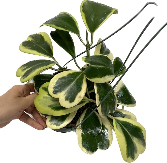 Variegated Hoya Kerrii - Hoya Plants Live Houseplant - Live Hoya Plant - Outer Variegated Hoya Kerrii - Plant Gift - Air Purifying Plant (7-9 Leaves Plant, 4" Pot)