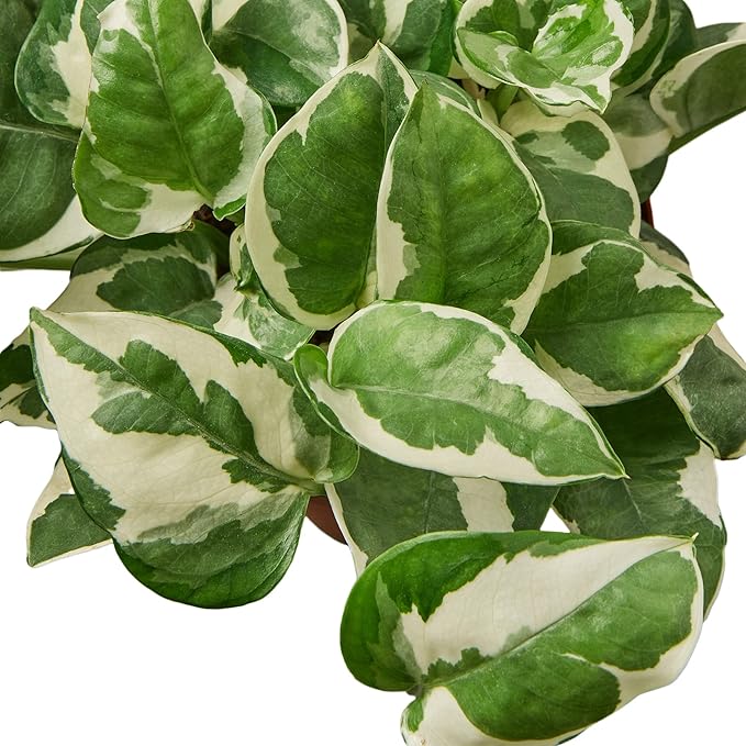 Pothos N'Joy Live Plant - Epipremnum aureum 'n'joy' - Variegated Devil's Ivy - Air Purifying Houseplant - Perfect Live Plant Foliage- CA Seller (4" Terra Cotta Pot)