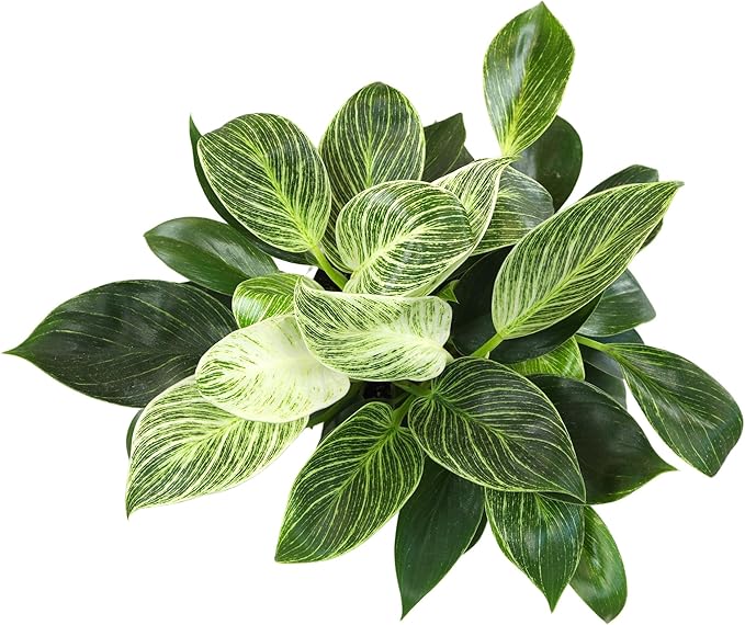 Altman Plants Variegated Philodendron Birkin in 6 Inch White Plastic Planter, Easy Plant Gift & Desk Plant, Real Air Purifying Plants, Philodendron Plant Live Indoor Plants in Indoor Potting Soil Mix