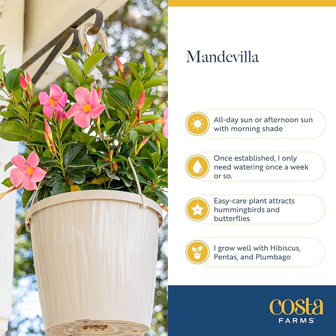Costa Farms Live Mandevilla Outdoor Plants, 4-Pack of Red Flowering Vines in 1.5 Pint Pots, Tropical Perennial for Patio, Trellis & Balcony Decor, Pollinator Friendly, 12-14 Inches Tall