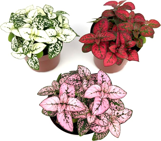 Hypoestes Splash Color Trio (Red, White, Pink Colors), Polka Dot Flamingo Plants, Live Potted House Plants Air Purifying, 3 Pack 2" Pots