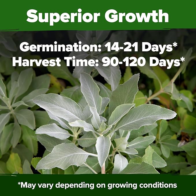 HOME GROWN White Sage Seeds 646 Pack Heirloom Seeds - Grow Aromatic Sage Plants for Your Herb Seeds Garden with Sage for Planting Outdoor or Indoor (Salvia apiana)