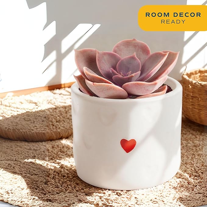 Costa Farms Mini Succulent Live Plants in Decorative Pots, Easy to Maintain Indoor Succulents, Houseplants for Home or Office Decor, House Warming or Birthday Gift, 2-3.5 Inches Tall, Pack of 3