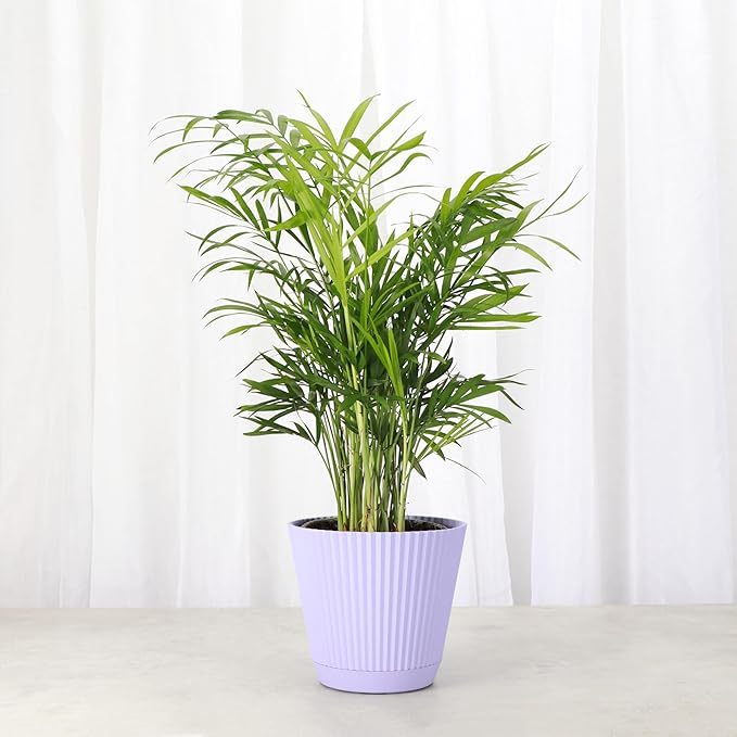 Thorsen's Greenhouse Parlor Palm Plant, Live Indoor Plant, Neanthe Bella Palm, Natural Air Purifier, Easy to Grow, Pet Safe Plant, 4-inch Diameter Pot (Lavender)