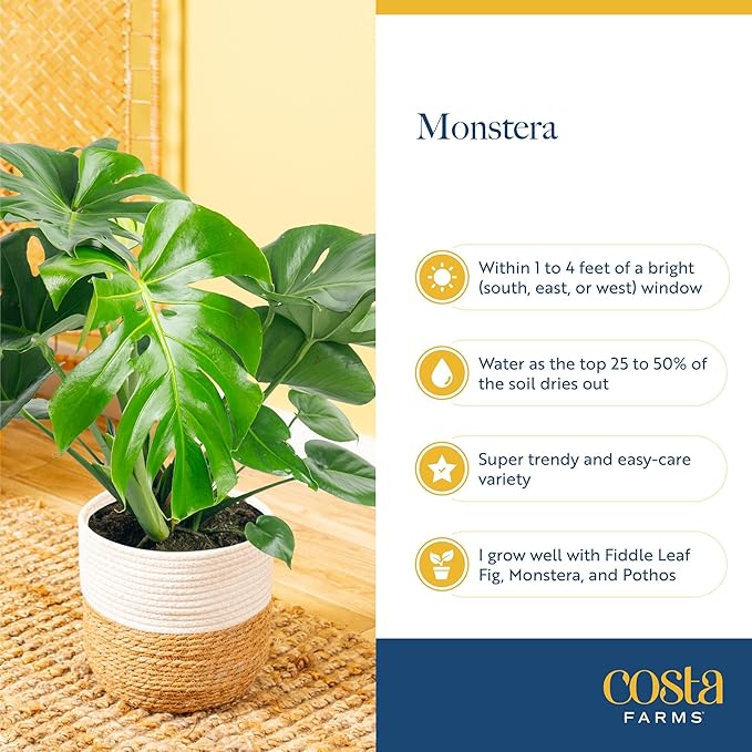 Costa Farms Monstera, Swiss Cheese Plant Live Plants in Decorative Pot,Large Indoor Houseplant, Perfect for Home, Room, or Office Decor, Great House Warming or Birthday Gift, 2-3 Feet Tall, Pack of 2