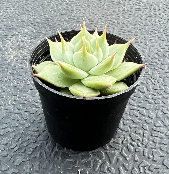 Sprout N Green Echeveria Toscannelly, Live Eyelash Succulent Fully Rooted in 2" Pots with Soil Mix, Houseplant for Indoor Outdoor Home Office Wedding Decor Party Favor, Easy to Care, Pet-Friendly