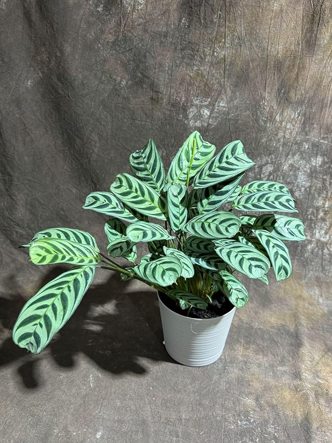 PLANTVERS Calathea Burle Marx in a 6” Decorative Pot – Burle Marxii Houseplant – Live Fishbone Prayer Houseplant – Tropical Indoor Plant – Low Maintenance Indoor Plant Safe for Cats