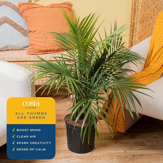 Costa Farms Majesty Palm Live Plant, Large Tropical Floor Plant, 3-4 Feet Tall, Pet-Friendly Indoor Houseplant, Easy Care, Air Purifying, Living Room or Office Decor, Housewarming Gift
