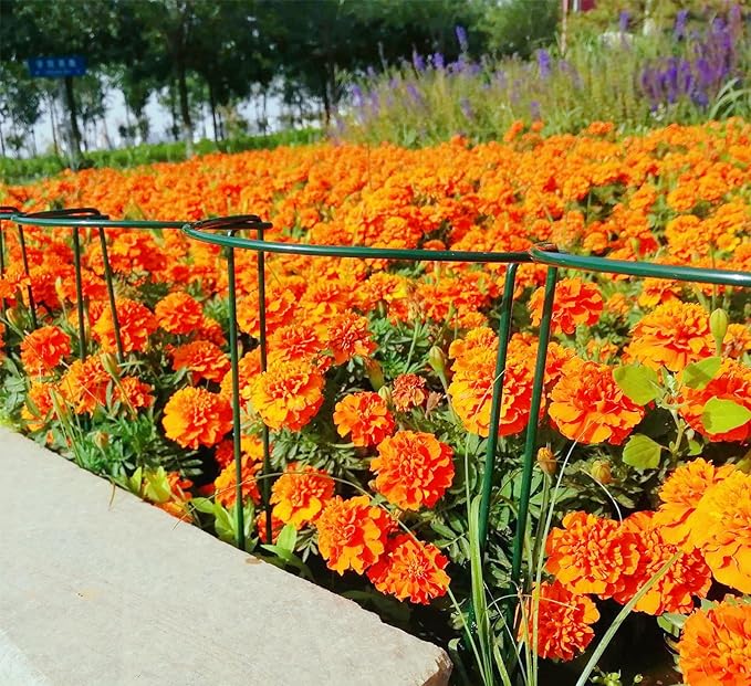 12 Pack 24 Inch High Plant Stake,Garden Plant Support,Half-Round Peony Cage Plant Ring Hoop