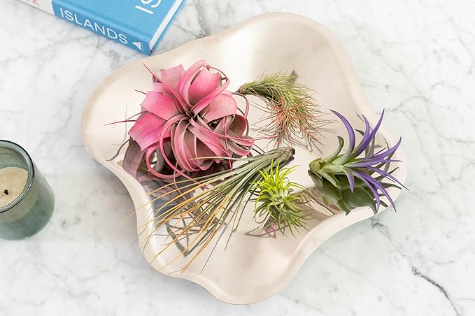 Fuchsia Colorful Tillandsia Air Plants - Long Lasting Color Enhanced Live Tillandsia Succulent House Plants - Home and Garden Decor - Easy Care Indoor/Outdoor Plants (Mini Xerographica, Pack of 3)