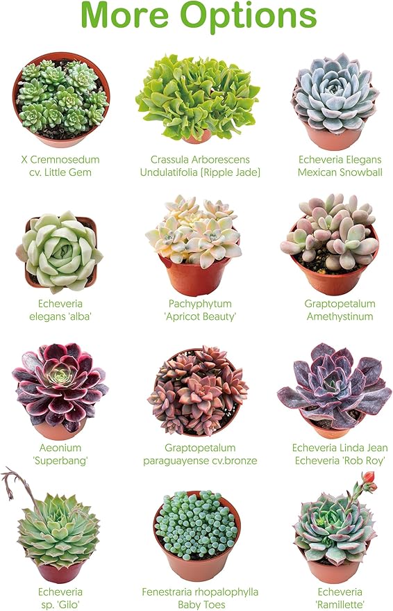 Live Succulent Plants Echeveria 'Agavoides Horse', Easy Care Potted Succulents in 4" Pots, Indoor Houseplant, Unique Gifts, Home Office Décor
