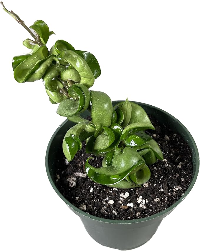 Hoya Compacta in 4" Pot aka Hoya Hindu Rope Plant or Hoya Krinkle Kurl - Hoya Plant Live Houseplants - Live Hoya Plant - Hoya Compacta Live Plant - Air Purifying Plant - Pet Friendly Plant