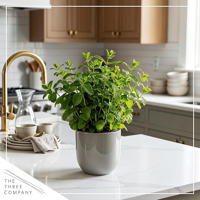 Live Aromatic and Edible Herb - Mint (4 Per Pack), Naturally Improves Breathing and Air Quality, 8" Tall by 4" Wide