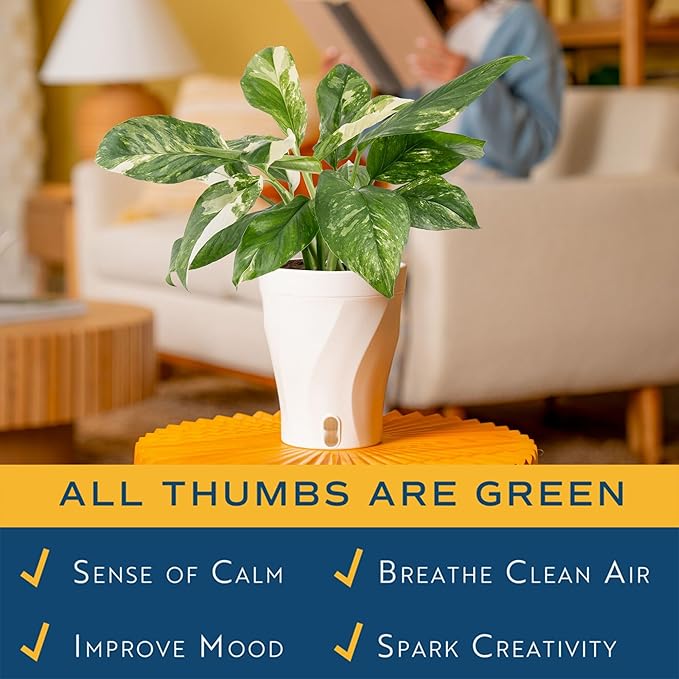 Costa Farms Monstera Lechleriana Albo Live Plant in Self Watering Pot, Air Purifying Indoor Houseplant, Home, Room, or Office Decor, House Warming or Birthday Gift, 12-14 Inches Tall