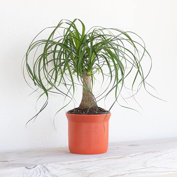 Ponytail Palm Live Plant by United Nursery in 6-in White Decorative Pot, Easy to Maintain Indoor House Plant for Home, Patio, or Office Decor