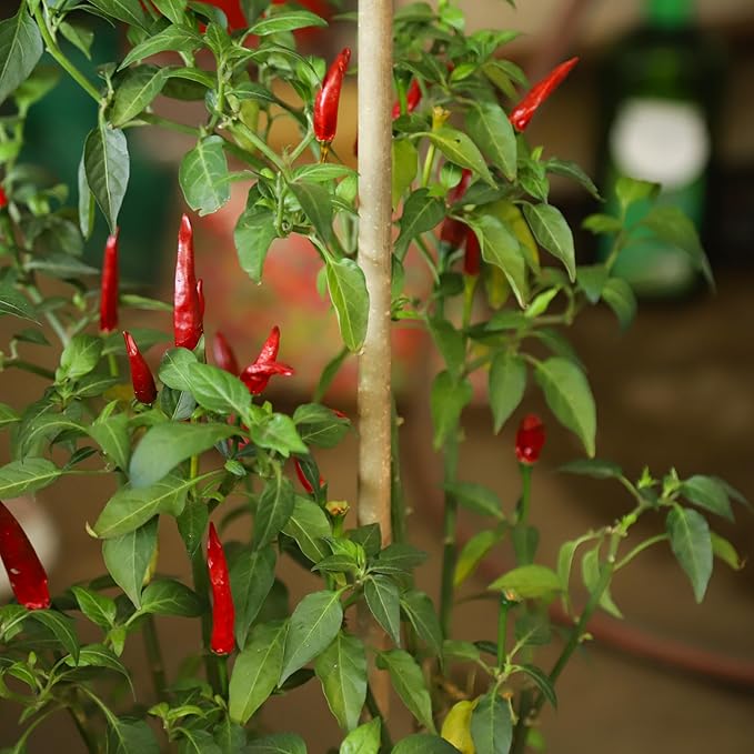 3ft Natural Bamboo Plant Stakes for Tomatoes, Beans, Flowers, Potted, Climbing Plants 30pcs