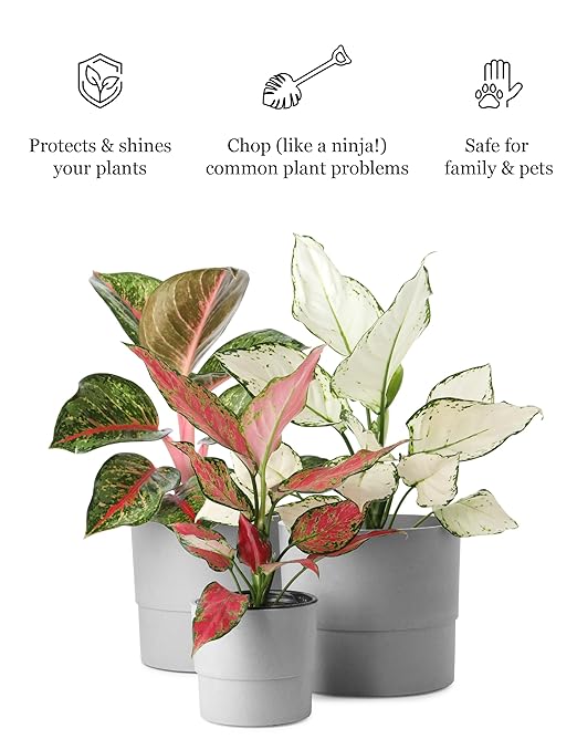 Plant & Leaf Spray – Non-Toxic Leaf Shine & Protector | Eco-Friendly, Safe for Indoor Plants | Handcrafted, Women-Owned, 3rd Generation Recipe | Plant-Based Formula with Gentle Silicone
