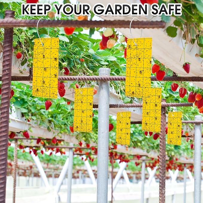 Qualirey 200 Pcs Sticky Trap for Gnats Dual Side Sticky Fruit Fly Trap with Tie Plant for Flying Insect Fungus Bugs Flying Catcher for Indoor (6'' X 8'')