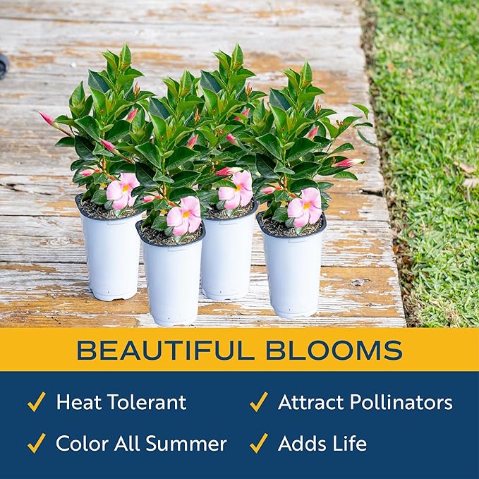 Costa Farms Live Mandevilla Outdoor Plants (4-Pack), Pink Flowering Vines in 1.5 Pint Pots, Tropical Perennial for Patio, Trellis & Balcony Decor, Pollinator Friendly, 12-14 Inches Tall