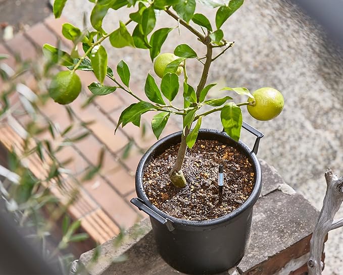IPPINKA Sustee Aquameter - Large - Black - Bundle of 4 - Leave-in Soil Moisture Meter for Potted Plants - Plant Water Sensor - Refillable
