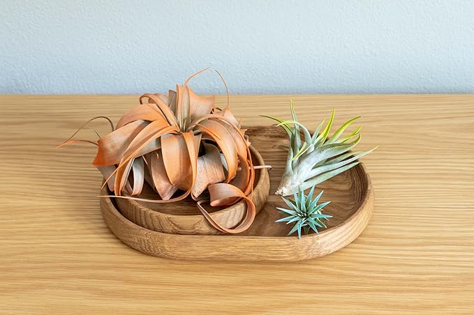 Fuchsia Colorful Tillandsia Air Plants - Long Lasting Color Enhanced Live Tillandsia Succulent House Plants - Home and Garden Decor - Easy Care Indoor/Outdoor Plants (Brachycaulos Abdita, Pack of 3)