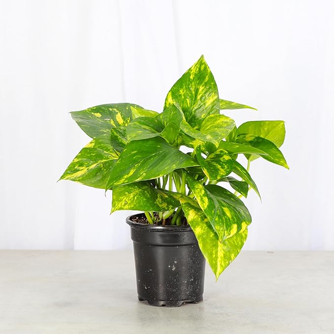 Thorsen's Greenhouse Golden Pothos, Live Indoor Vining Plant, Easy to Grow, Variegated Houseplant, Natural Air Purifier (Nursery Pot, 4-inch Pot)