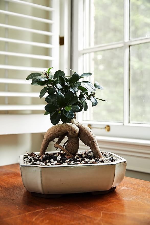 Pumice for Bonsai, Succulent, Cactus, Alocasia, Monstera, and Tropical Aroids | 20 Quarts Bag | 1/4” Particle Size | The Bonsai Supply