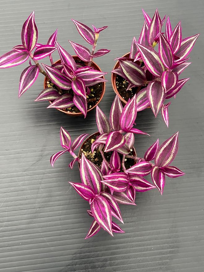 Pink Wandering Jew Live Plant - Tradescantia Pink Paradise, Vibrant Foliage Indoor Houseplant, Air Purifier, Easy to Grow for Home and Office
