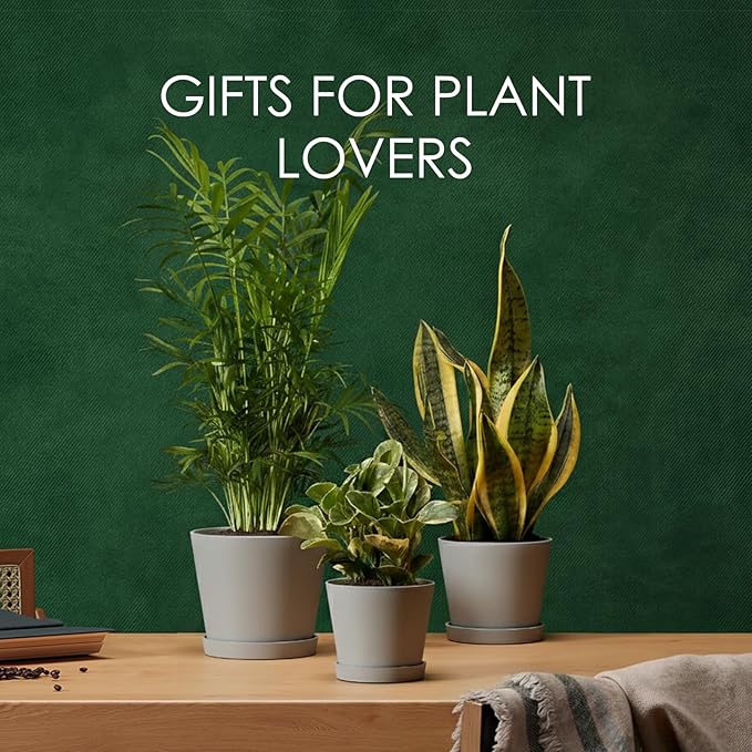 Bamworld 3 Pack Plastic Plant Pots with Drainage Holes and Saucers 6/7/8 Inch 5mm Thick Modern Decorative Flower Pots for Indoor Outdoor Plants Gray