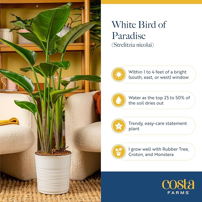 Costa Farms Live White Bird of Paradise Plant, Large 2-3 Foot Tall Indoor Tropical Tree, Strelitzia nicolai, Natural Air Purifying Houseplant, Easy Care Live Room Decor for Home or Office