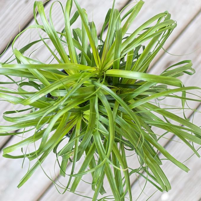 Ponytail Palm Live Plant by United Nursery in 6-in White Decorative Pot, Easy to Maintain Indoor House Plant for Home, Patio, or Office Decor