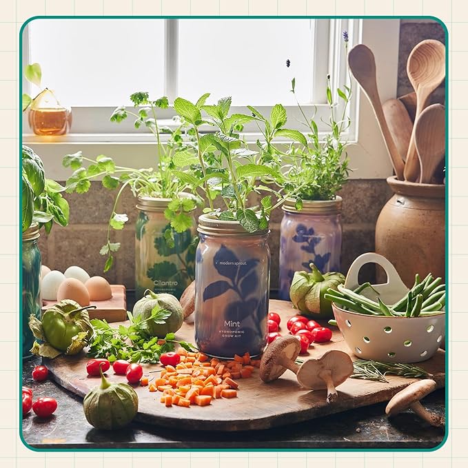 Modern Sprout Mason Garden Jar - Self-Watering Hydroponics Growing System Kit with Organic Herb Seeds - Jar Planter for Indoor Herb Garden - Seed Starter Kit - Home Decor & Gifting - Basil
