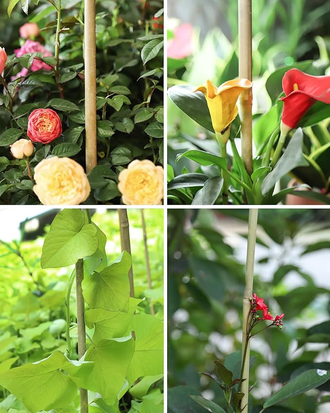 4.8ft Natural Bamboo Plant Stakes 20pcs for Tomatoes, Beans, Flowers, Potted, Climbing Plants