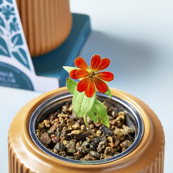 Modern Sprout Flower Grow Kit - Ceramic Planter with Indoor Hydroponics Growing System Kit Ideal for Living Room Decor - Unique Gardening Gifts - Zinnia Dahlia Self Watering Flower Planting Kit