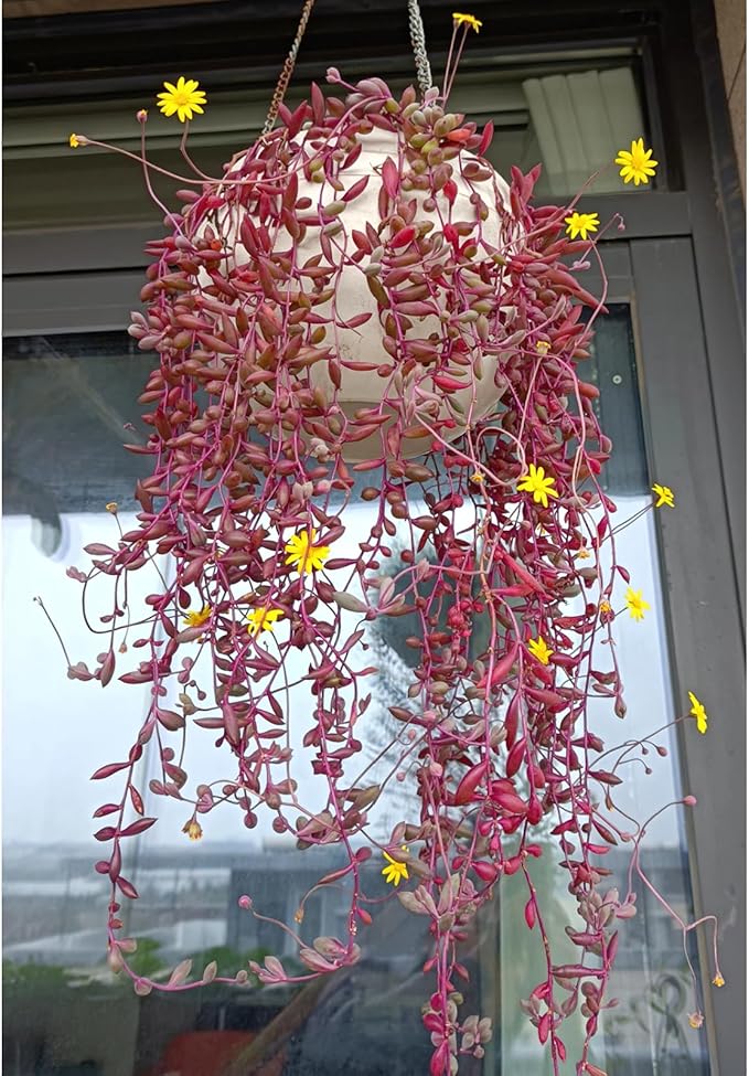 Sprout N Green Ruby Necklace, Othonna capensis L.H.Bailey Live Succulent Rooted in 4" Pot, Purple Hanging Trailing Plant for Home Office Wedding Decoration DIY Project Party Favor, Pet Friendly