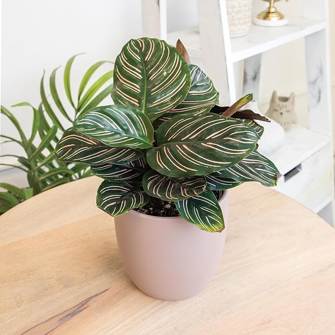 Essential Houseplant Collection (3PK), Easy Plant Varieties, Air Purifying Pack with Real Pothos, Peperomia, & More Popular Live Houseplants for Home or Office by Plants for Pets