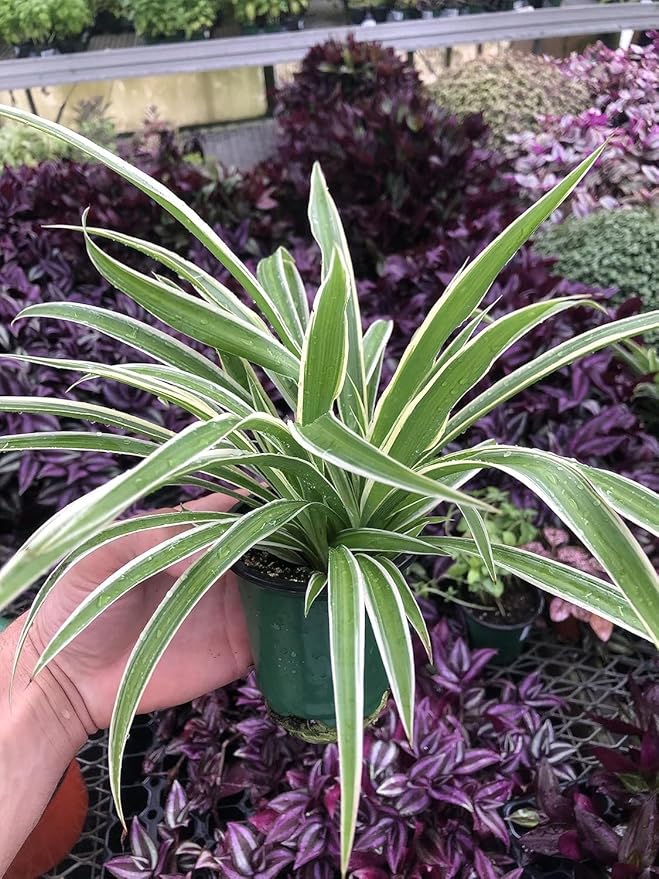Variegated Spider Plant 'Airplane' - Air-Purifying, Low Maintenance, Thrives in Home & Office - Perfect for Plant Enthusiasts - Live houseplant in Potting Soil