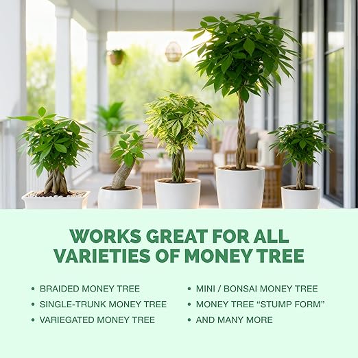 Money Tree Fertilizer – Liquid Plant Food for Lush Foliage, Healthy New Growth & Stronger Roots, 1 Gallon