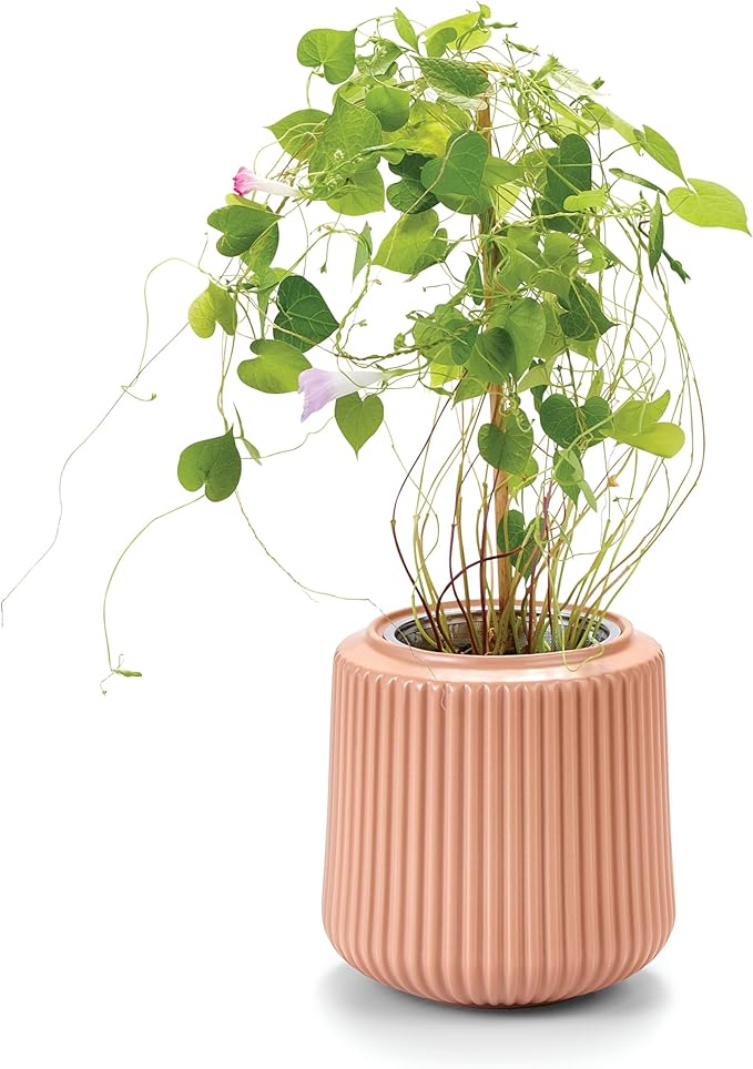 Modern Sprout Flower Grow Kit - Ceramic Planter with Indoor Hydroponics Growing System Kit Ideal for Living Room Decor - Unique Gardening Gifts - Morning Glory Self Watering Flower Planting Kit