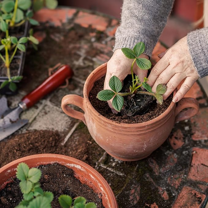 Doter Organic Strawberry Soil Mix 4qt, Indoor Plants Potting Mix for All Potted Strawberry, Grow Healthy houseplants Indoors