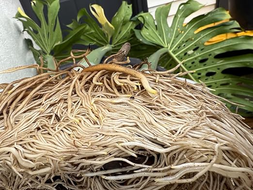 Root Rescuer - Root Rot Repair & Preventative – Brown Spots - Overwatering - Bacillus Inoculant – Soil or Water - Ideal for Monstera, Philodendron, Anthurium, Fiddle Leaf, Houseplants