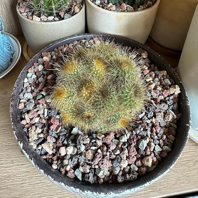 YISZM Succulent Cactus Soil Potting Mix Horticultural Lava Rocks Bonsai Soil for Indoor Plants Drainage Volcanic Rock for Terrarium Gardening Top Dressing 10lb