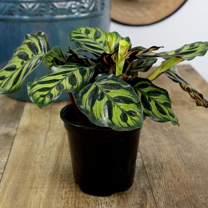 Altman Plants Deluxe Houseplants (3 Pack), Assorted Popular Live Indoor Plant Varieties, Easy Plant Care, 4.25 in Pots