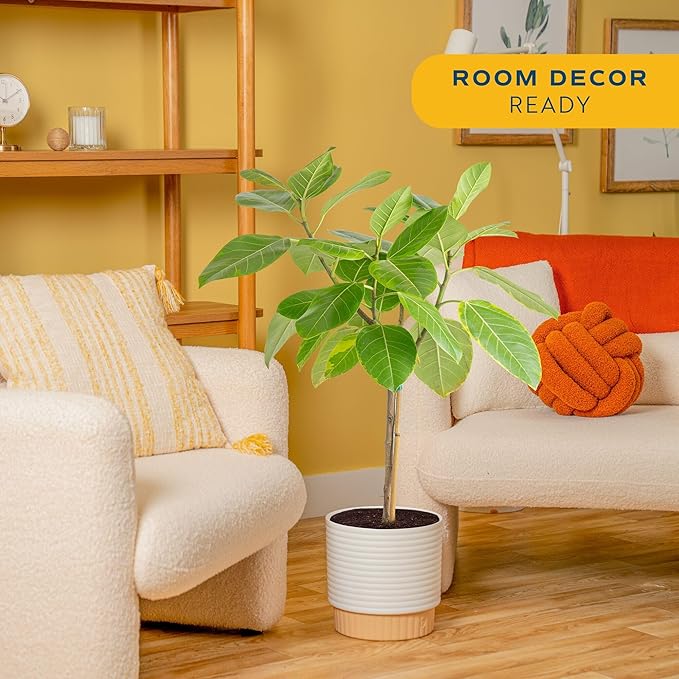 Costa Farms Ficus Audrey Tree Live Plant in Decorative Pot, Large Indoor Houseplant, Perfect for Home, Room, or Office Decor, Great House Warming or Birthday Gift, 2-3 Feet Tall