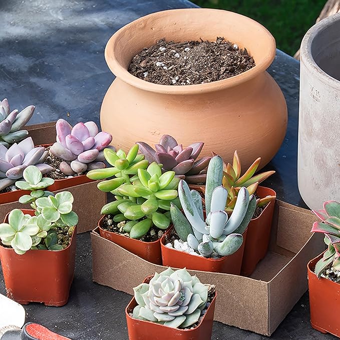 Live Succulents Plants Bulk Plant Tray (50 Pack), Indoor Houseplants, in Cactus and Succulent Soil Mix, Kit Gifts by for Pets, Black