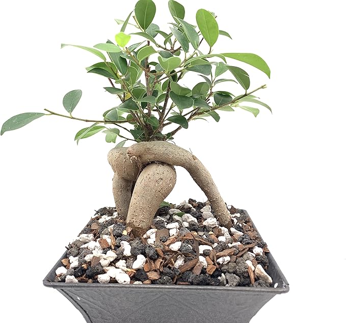 Black Lava Rock | 2 Quarts Bag | 1/4” Particle Size | Soil Aggregate for Bonsai, Cactus, Succulents, Aquariums, and More | Enables Optimal Drainage and Soil Aeration | The Bonsai Supply