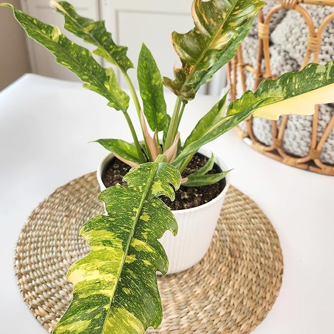 Variegated Ring of Fire Philodendron Houseplant Decor, Air Purifying Houseplants in 6" White Pot, Unique Live Gift, Indoor Planters, Real Plants, Decorative Variegated Plants by Plants for Pets